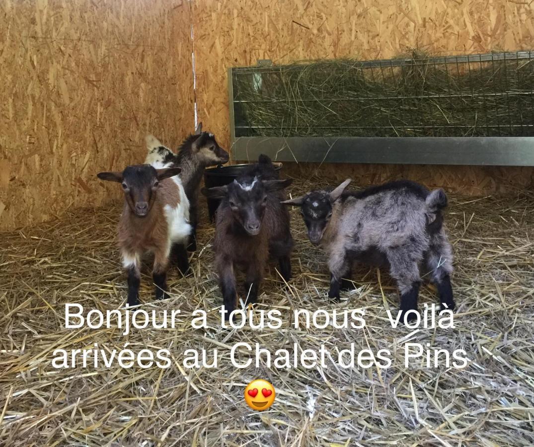 Roulottes Du Chalet Des Pins Rougeou Ngoại thất bức ảnh